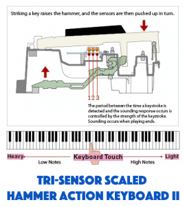 Взвешенная молоточковая клавиатура tri sensor ii что это